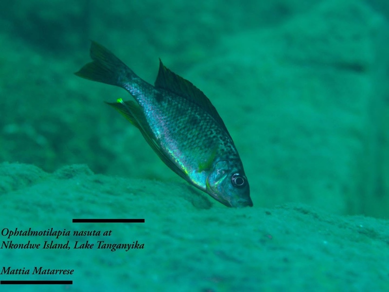Ophthalmotilapia nasuta 'Nkondwe Island'